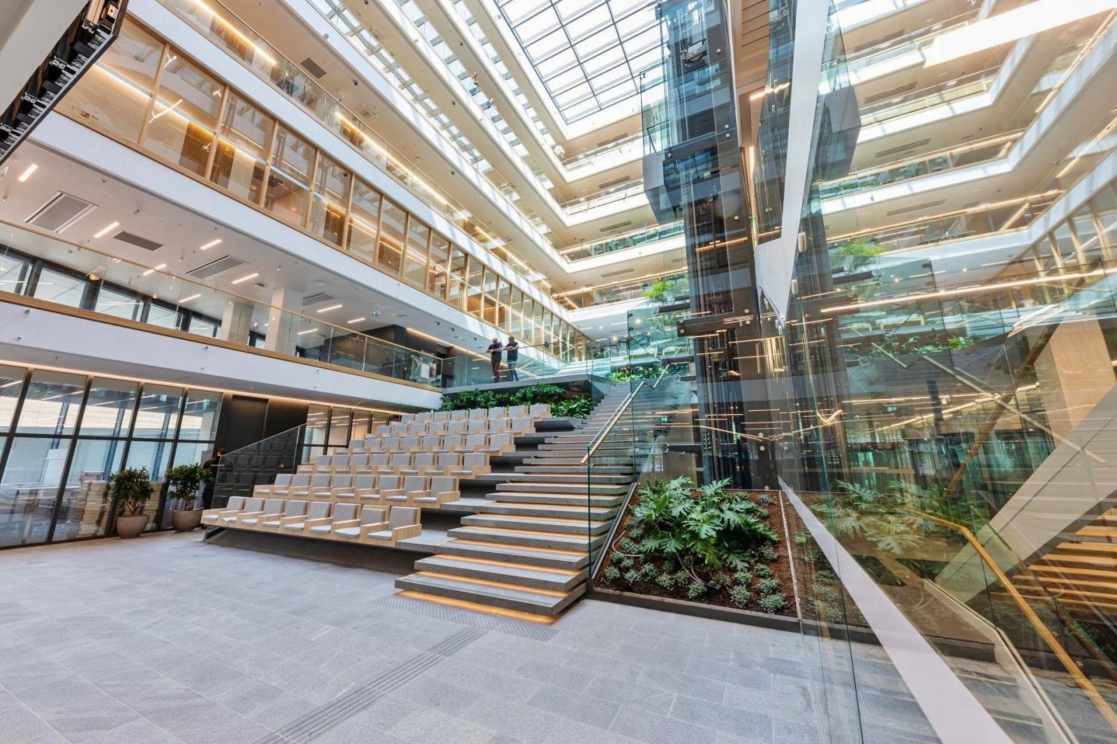 Bucida buceras, Black olive trees in the atrium - Germany Lithuania interior landscaping