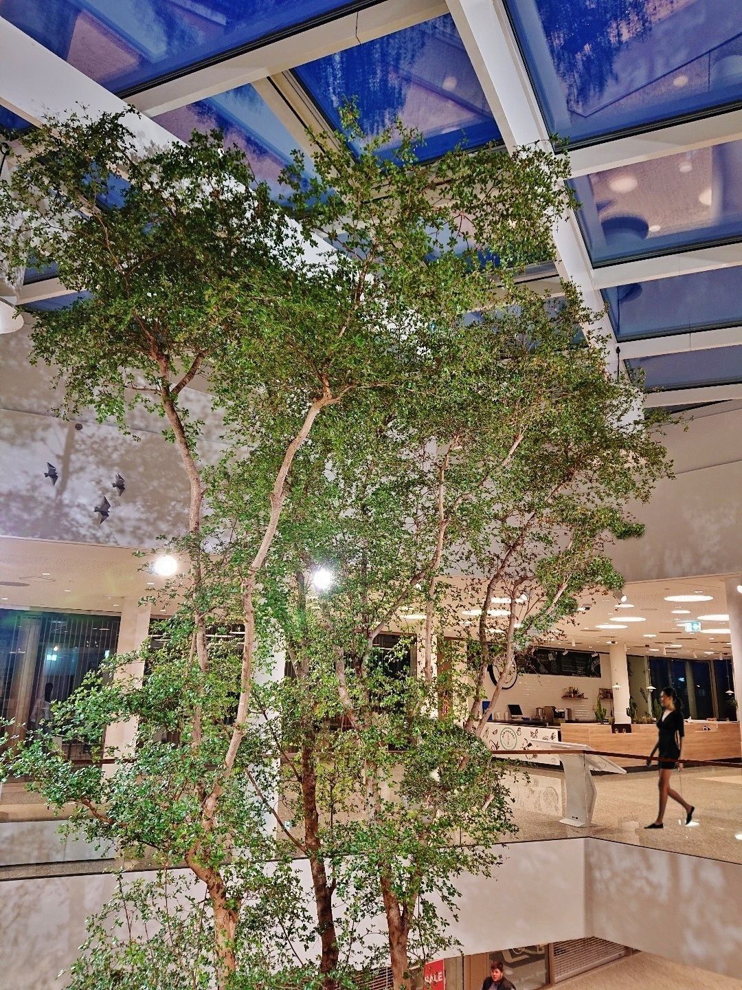 Shopping Center Luxembourg Bucida buceras tree