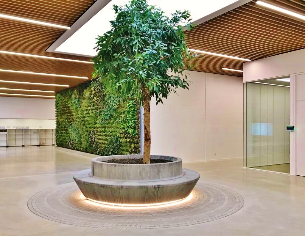 Interior landscaping spain tropical tree amstelking