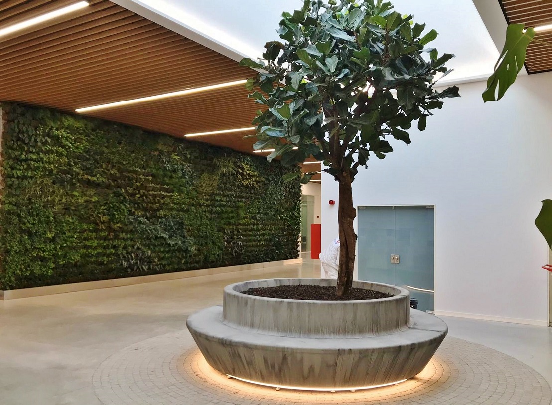 Solitaire tree and plants in the atrium like this Ficus lyrata tree - Spain Catalonia Interior landscaping spain tropical tree ficus lyrata
