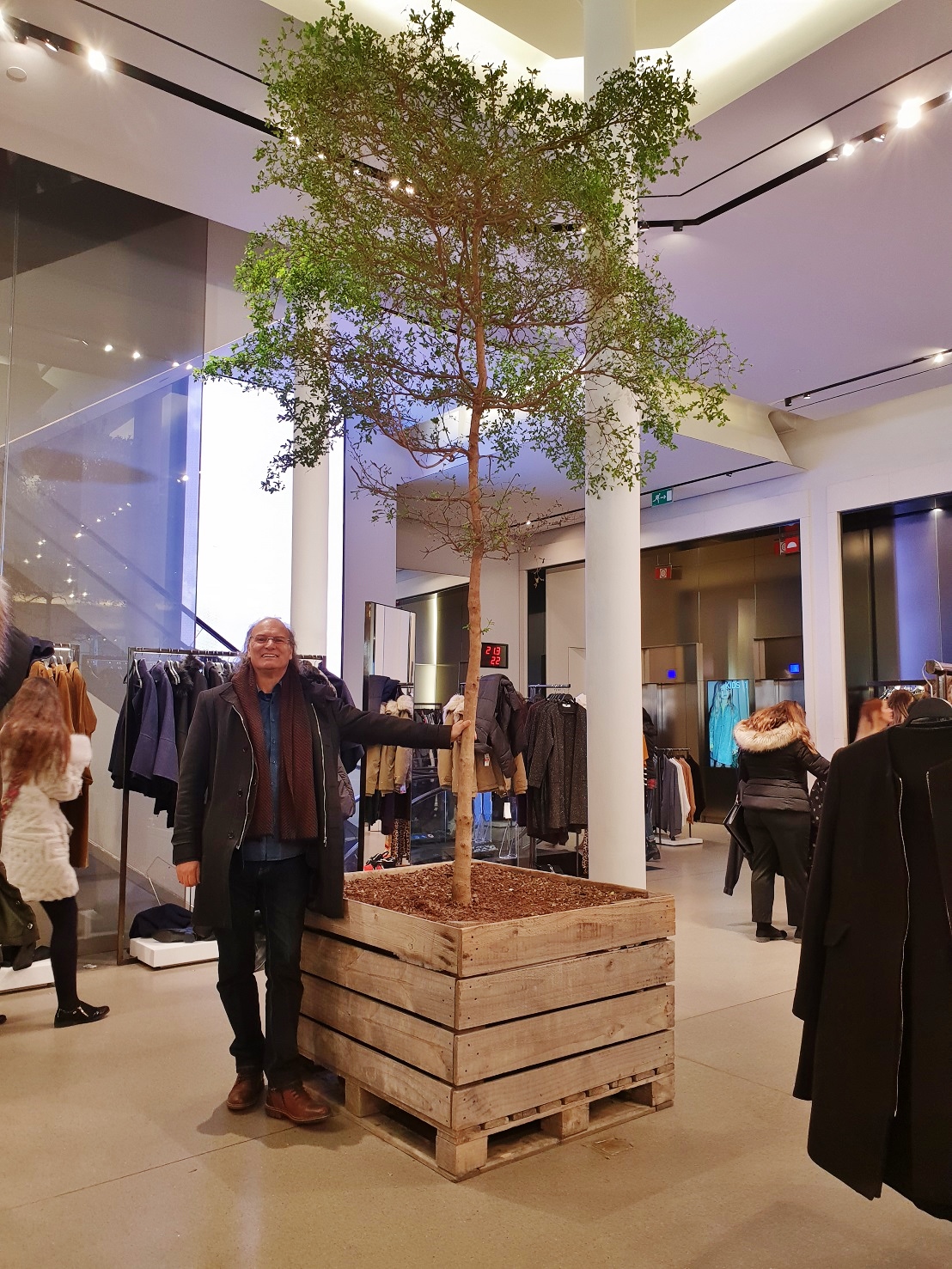 Bucida buceras interior tree in a famous Boutique Madrid - Spain Interior tree Madrid boutique Bucida Spain