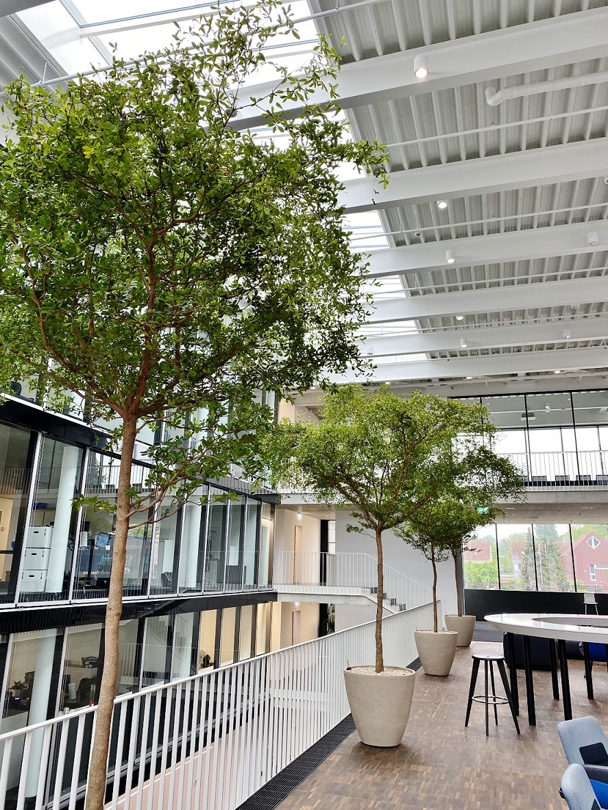 Solitaire Bucida trees and plants in the atrium - Switzerland Interior landscaping switzerland tropical trees bucida