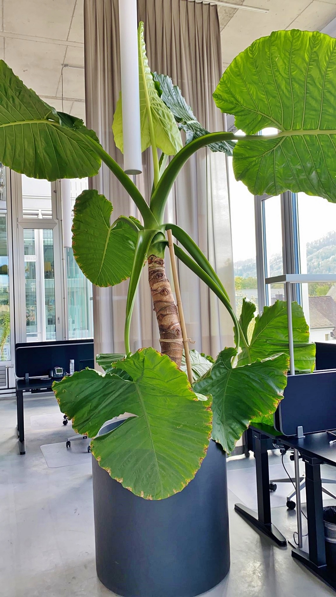 Alocasia in a project Switzerland - Zuerich - interior landscaping interior plants switzerland zuerich