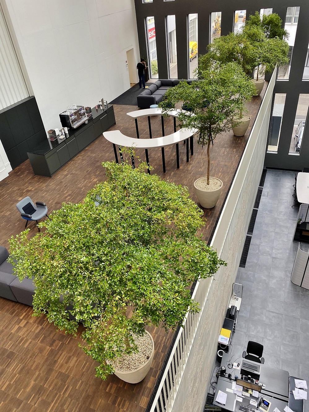 Bucida buceras, Black olive trees in the atrium - Switzerland - Basel tropical bucida trees indoor switzerland basel