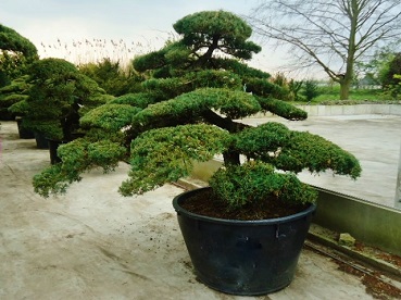 Juniperus Bonsai kaufen