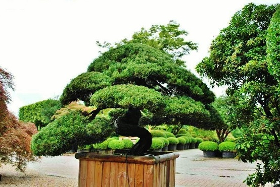 Garden bonsai japanese Pinus-Taxus-Ilex-Juniperus