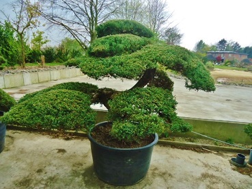 JuniperusWacholderBonsai