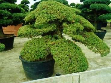 Juniperusbonsaikaufen