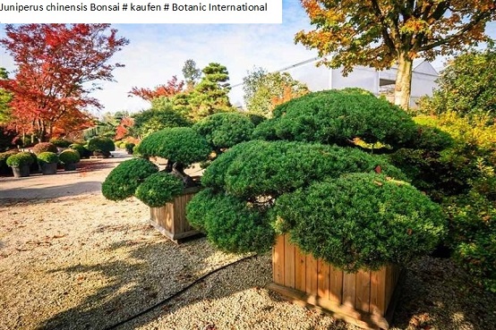 Juniperus chinensis Bonsaï