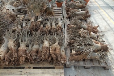  Adansonia digitata with roots