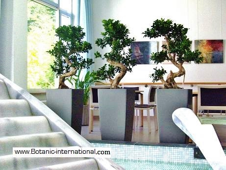 Ficus microcarpa in Klinik-Hospital- Raumbegrünung online kaufen microcarpa pflanze krankenhaus klinik pflegeleicht