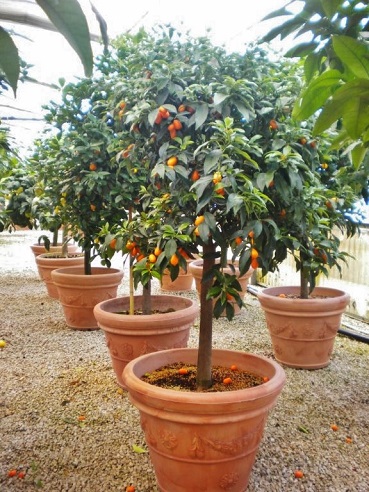 Kumquatbaum kaufen Kumquat Topf 65 cm H. 180 200 cm