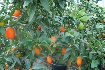 Kumquatfrüchte