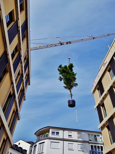 bucida buceras am Kran in der Luft hängend