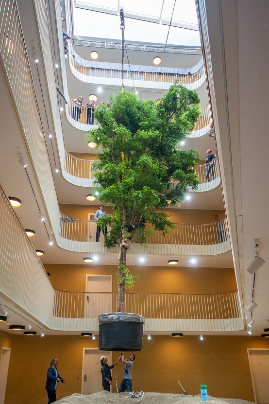 grosser baum im raum bucida leipzig