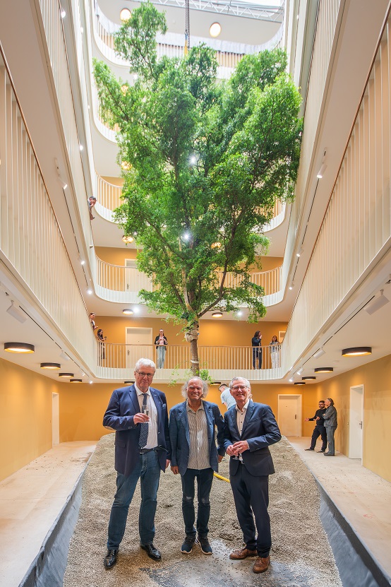 grosser baum im raum leipzig wohnbau sektanstoss bei pflanzung bucida buceras