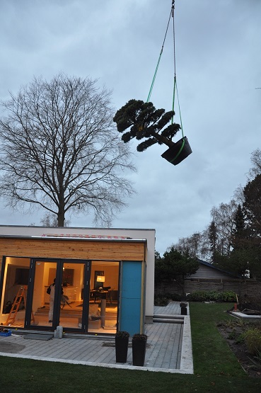 Great Pinus niwaki delivery Delivery Pinus Niwaki