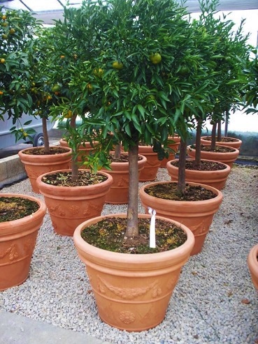 Citrus reticulata in Terracotta-Gefäß kaufen Mandarine Topf 65 cm H.180 CM