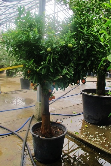Mandarinenbaum citrus reticulata kaufen