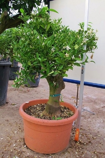 Mandarinenbaum mit Blüten kaufen Mandarinenbaum kaufen citrus reticulata