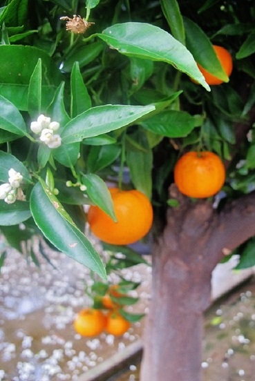 Mandarinenblüte und Früchte