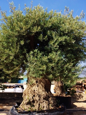 Olea europaea 300cm StU2m