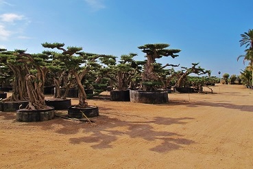 Olea europaea buy