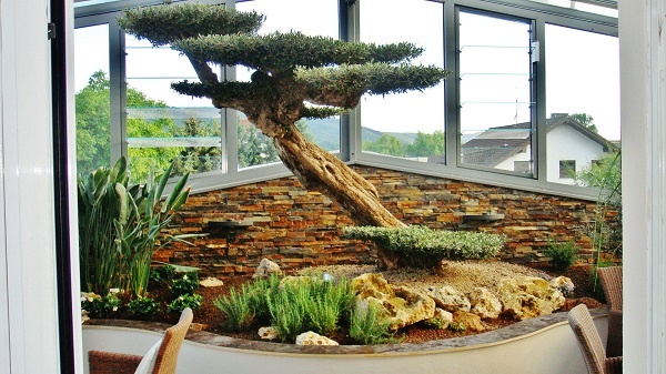 Olea_macrobonsai_interior_big_plant_buy_shop