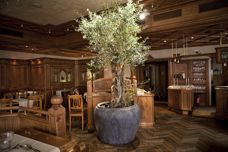 Olive_tree_gastronomy_plant_interior