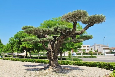 Olivenbaum horizontalis kaufen