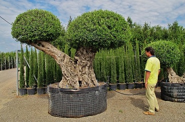 Olive tree Mallorca spain buy