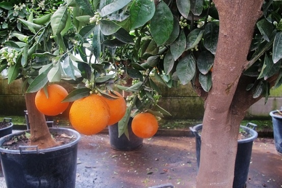 Orangenbaum mit Frucht kaufen