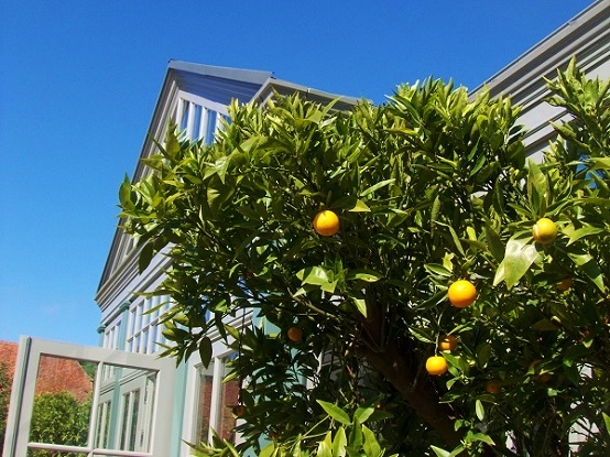 Citrus sinensis für Orangerie kaufen Orangenbaum citrus sinensis kaufen orangerie