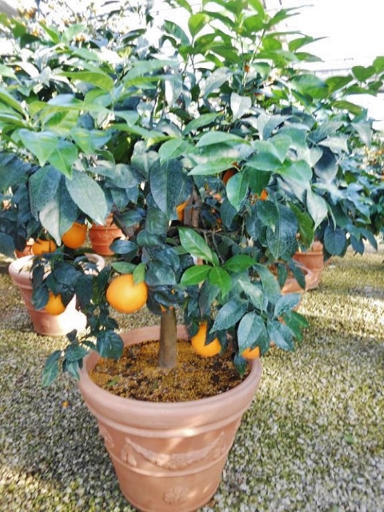 Orangenkuebel Pflanze