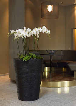Orchid delivery planting in pot - exhibition online shop Orchid_exhibition_plant_online_shop