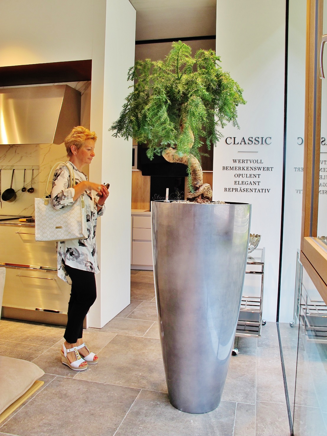 Araucaria cunningham bonsai in Platinum high planter buy online