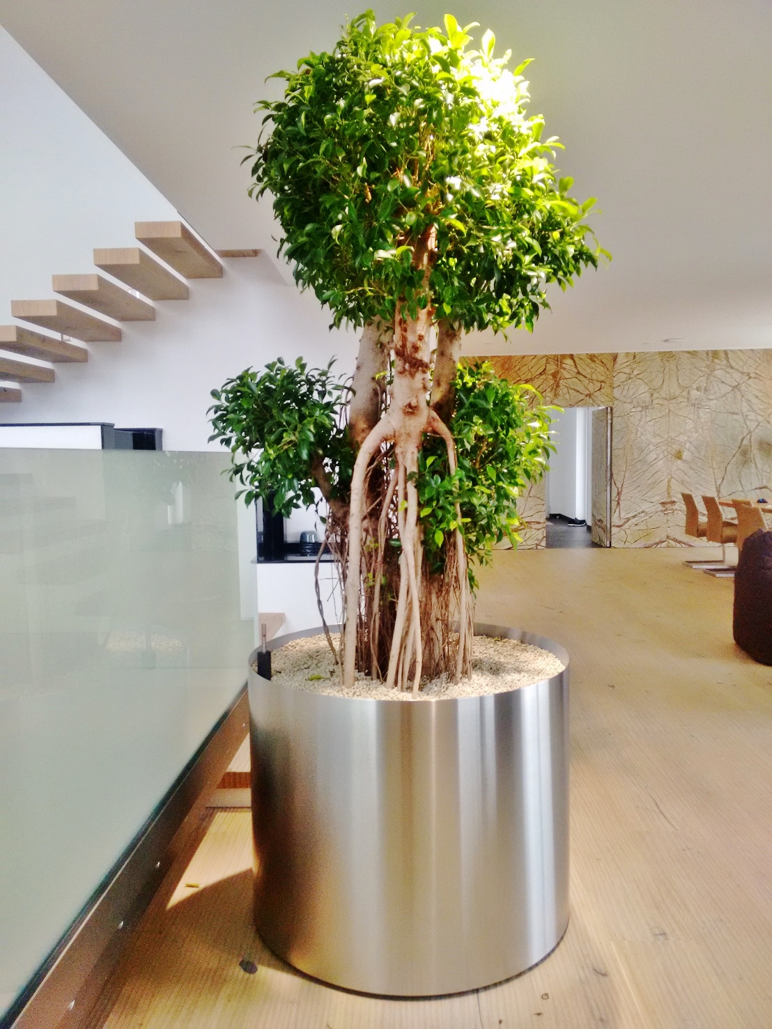 Stainless steel planter in all sizes, shapes and colors - here planted with Ficus nitida bonsai-like