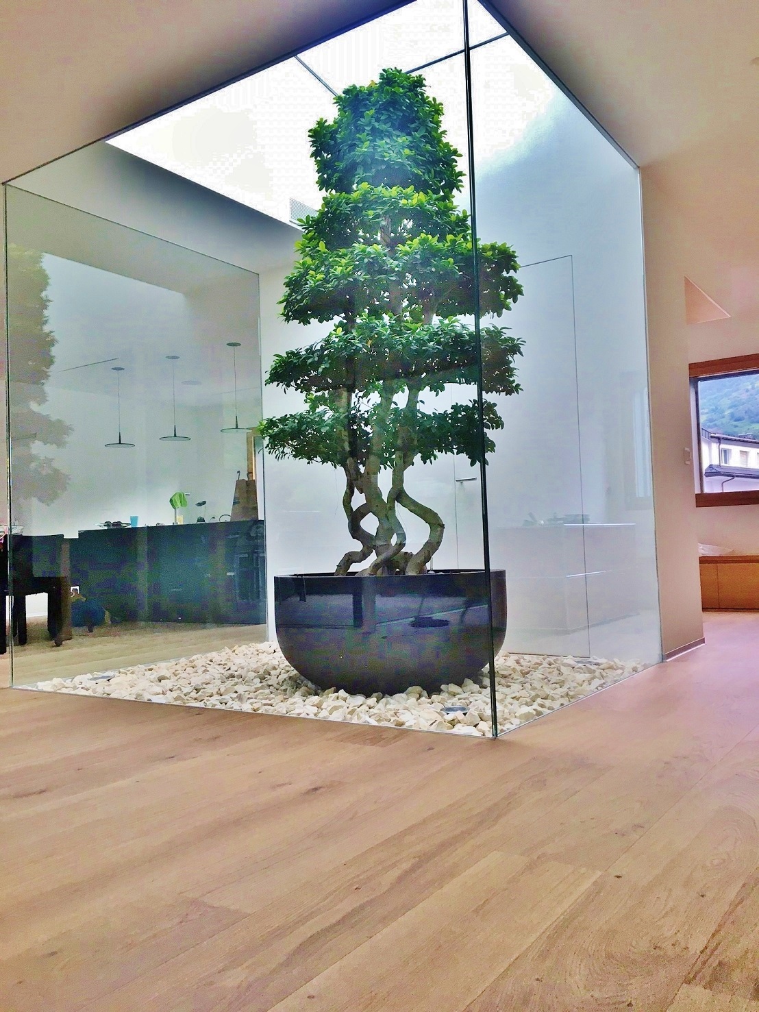 Ficus microcarpa planted in anthracite bottom vessel in the atrium buy online