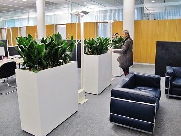 Plant aspidistra in room divider - Buy online