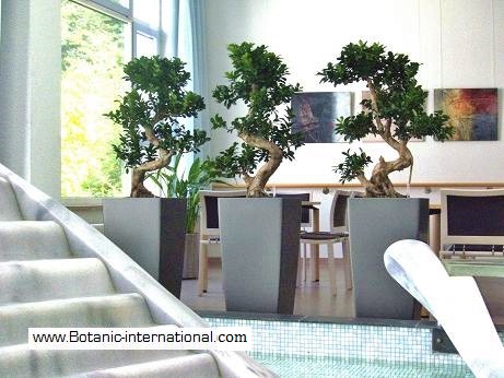 Buy Lechuza classico anthracite ficus microcarpa bonsai online