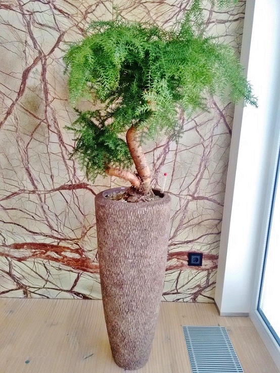 Araucaria cunningham in Polystone tube buy online