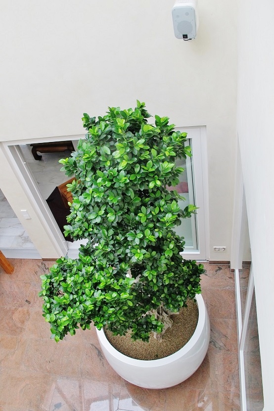 Ficus microcarpa bonsai-like from above in a atrium