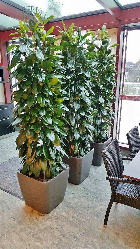 Buy philodendron columns online