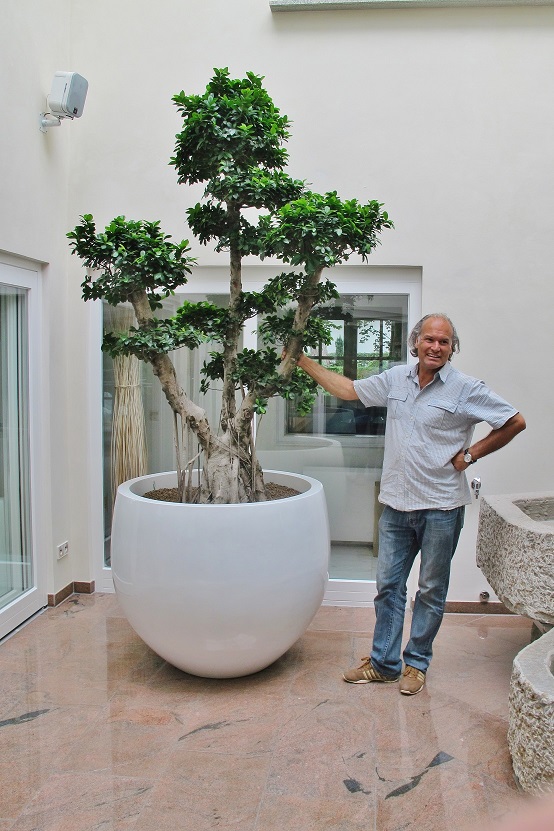 Ficus microcarpa bonsai in Fiberstone in the atrium buy online