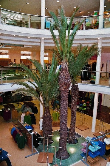 Phoenix palme objektbegruenung