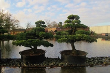 Pinus Bonsai buy