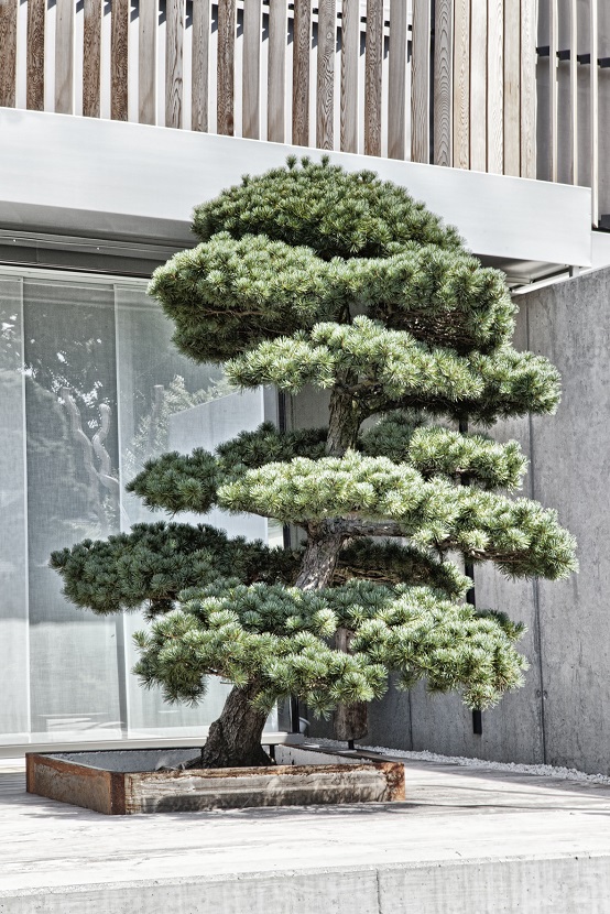 Pinus Bonsai Bern