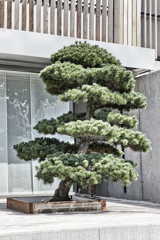 Pinus Bonsai for you terrace buy Pinus Bonsai Bern