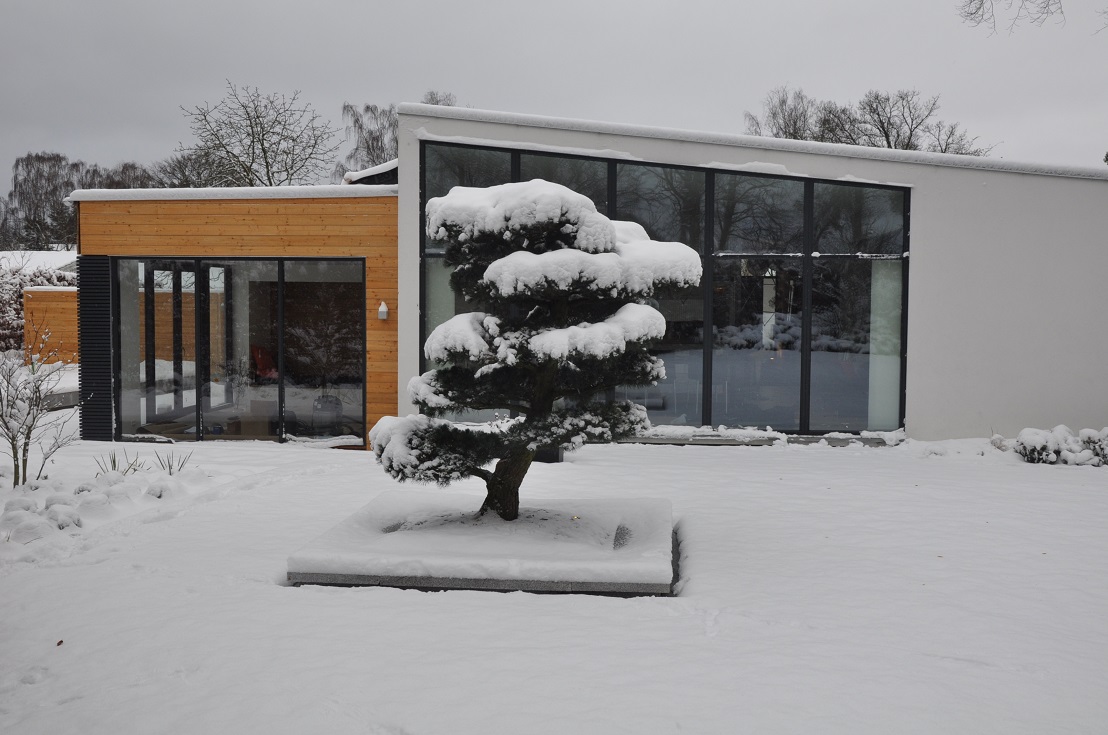 Pinus Niwaki Winterlandschaft