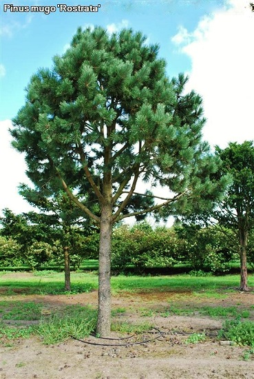 Pinus mugo Rostrata Hochstamm